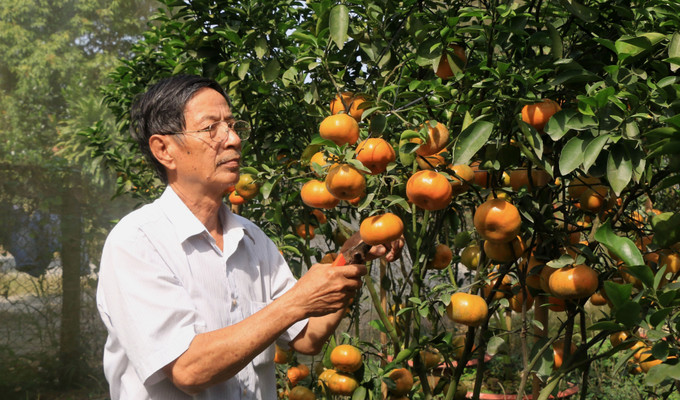 Ông Hà Thanh Hồng ở xã Vĩnh Thới, huyện Lai Vung chăm sóc quýt hồng chuẩn bị phục vụ thị trường Tết. Ảnh: Nhựt An – TTXVN Quảng bá hình ảnh quýt hồng Lai Vung đến du khách gần xa ảnh 3