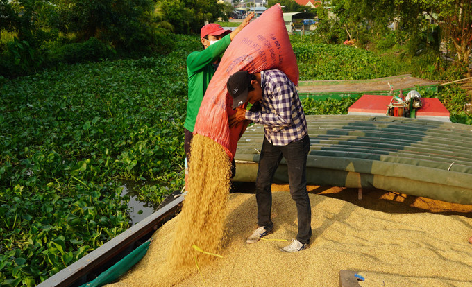 Lúa sau khi nông dân thu hoạch được doanh nghiệp bao tiêu đầu ra với giá thu mua ngang bằng thị trường. Ảnh: Thanh Tân - TTXVN Nhân rộng những mô hình liên kết "4 nhà" ảnh 2