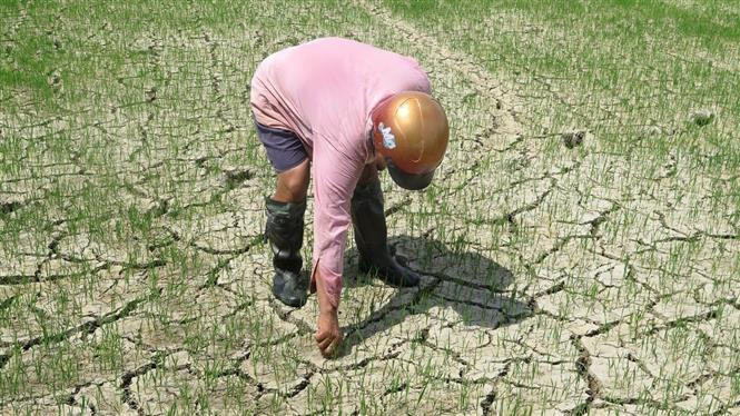 Nhiều thửa ruộng đã khô nước và nứt toác. Ảnh: Xuân Triệu – TTXVN Phú Yên khẩn trương điều tiết nước để chống hạn cho lúa vụ hè thu ảnh 3