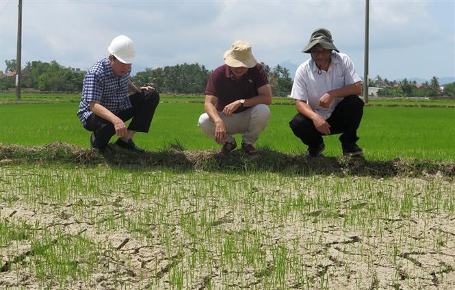 Lãnh đạo tỉnh Phú Yên kiểm tra tình trạng khô hạn tại phường Phú Lâm (thành phố Tuy Hòa). Ảnh: Xuân Triệu – TTXVN Phú Yên khẩn trương điều tiết nước để chống hạn cho lúa vụ hè thu ảnh 1