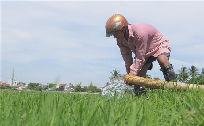 Nông dân chủ động sự dụng máy bơm nước từ giếng để chống hạn cho lúa. Ảnh: Xuân Triệu - TTXVN Phú Yên khẩn trương điều tiết nước để chống hạn cho lúa vụ hè thu ảnh 2