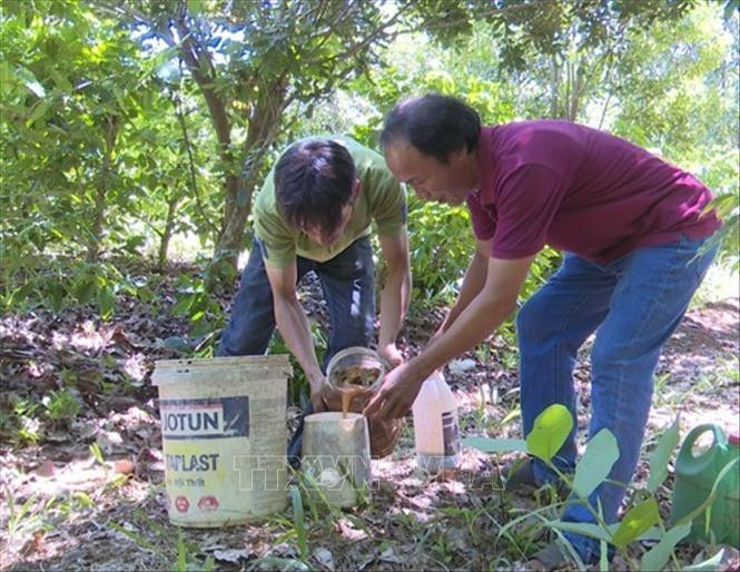 Ông Trần Ngọc Phú (áo đỏ, bên phải) hướng dẫn người dân pha chế phân vi sinh để chăm sóc cây. Ảnh: Xuân Triệu - TTXVN Đảng viên Trần Ngọc Phú, người tiên phong sản xuất nông sản sạch ở miền núi tỉnh Phú Yên ảnh 1
