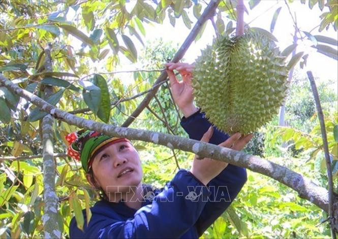 Chị Nguyễn Thị Lan thôn Ea Mkeng, xã Ea Bar trồng sầu riêng theo mô hình hữu cơ. Ảnh: Xuân Triệu – TTXVN Đảng viên Trần Ngọc Phú, người tiên phong sản xuất nông sản sạch ở miền núi tỉnh Phú Yên ảnh 2