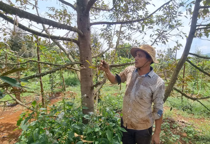 Gia Lai nguy cơ mất trắng vụ sầu riêng do thời tiết bất thường ảnh 1