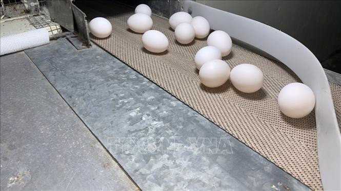 Giống gà Pháp cho ra trứng gà to đồng đều, vỏ trắng dễ quan sát, phục vụ cho quá trình nuôi cấy chủng vi rút NDV-Lasota- S để bào chế vaccine Covivac. Ảnh: TTXVN phát Dịch COVID-19: Chạy đua từng ngày để điều chế vaccine ảnh 2