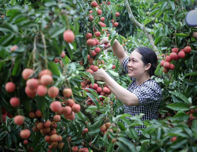 Vườn vải áp dụng kỹ thuật làm vải trong thân của anh Ngô Văn Hùng, thành viên của HTX Thanh Hải, cho năng suất và chất lượng cao hơn và dễ thu hoạch hơn. Ảnh: Danh Lam-TTXVN Nông nghiệp xanh (Bài 2) ảnh 3