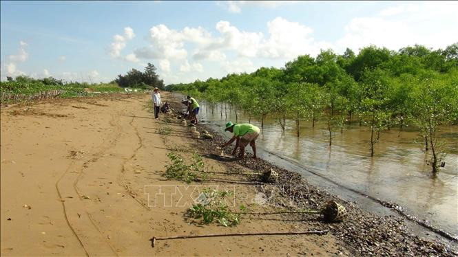 Người dân xã Mỹ Long Nam, huyện Cầu Ngang, tỉnh Trà Vinh trồng rừng. Ảnh: Thanh Hòa - TTXVN Trà Vinh phấn đấu phát triển toàn diện vùng đồng bào dân tộc Khmer ảnh 1