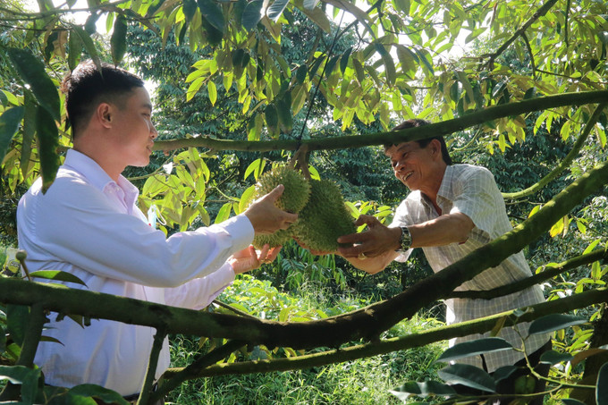 Ông Ngô Văn Sơn (bên phải) kiểm tra trái sầu riêng nghịch vụ. Ảnh: Minh Trí - TTXVN Tiền Giang: Sầu riêng nghịch vụ được mùa, trúng giá ảnh 1