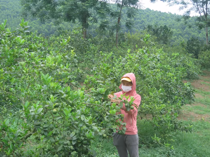 Xã miền núi Minh Khương vượt khó xây dựng nông thôn mới ảnh 2