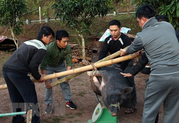 Trong ngày Tết, các gia đình đều phải có món thịt lợn, dù to hay nhỏ tùy thuộc vào hoàn cảnh mỗi gia đình. Ảnh: Phan Tuấn Anh - TTXVN Vui Tết cổ truyền của người Hà Nhì ở cực Tây Tổ quốc ảnh 3