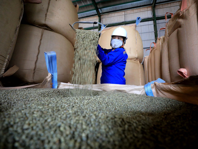 Chất lượng cà phê Robusta Việt Nam được đánh giá là ngon hàng đầu trên thế giới. Ảnh: Nhật Anh – TTXVN Xây dựng Buôn Ma Thuột là thành phố cà phê của thế giới ảnh 1