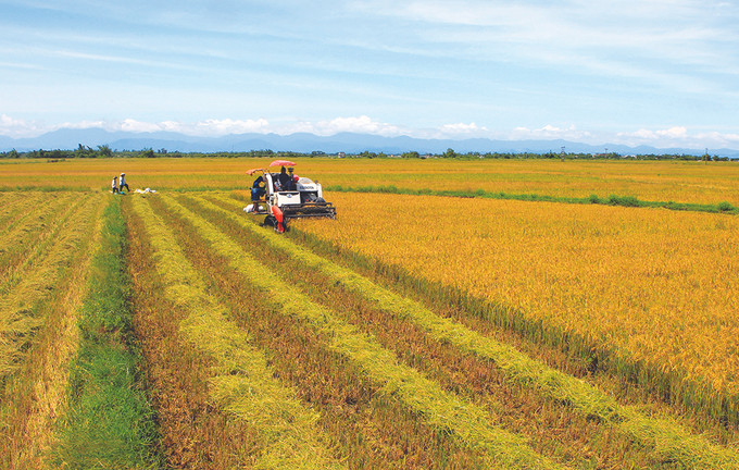 Đưa cơ giới hóa vào sản xuất lúa trên địa bàn huyện Phú Lộc (Thừa Thiên - Huế). Ảnh: Tường Vy Phú Lộc tiếp nối mạch nguồn cách mạng ảnh 5