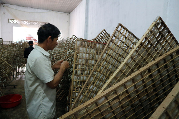 Người K’ho ở buôn Klong Tum áp dụng công nghệ, khoa học - kỹ thuật vào chăn nuôi, sử dụng khung lưới chăn tằm. Ảnh: Chu Quốc Hùng Klong Tum no ấm với nghề trồng dâu nuôi tằm ảnh 1
