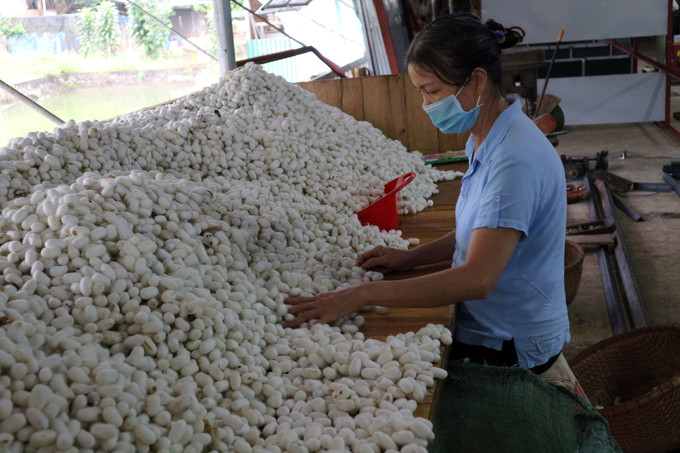 Mỗi năm, các hộ trong buôn Klong Tum sản xuất được từ 120 - 130 tấn kén, doanh thu 26 - 28 tỷ đồng. Ảnh: Chu Quốc Hùng Klong Tum no ấm với nghề trồng dâu nuôi tằm ảnh 4