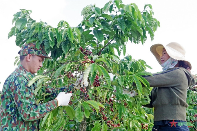 Bộ đội giúp đồng bào dân tộc thu hoạch vụ mùa. Ảnh: Hồng Điệp Quân dân gắn kết chăm lo đời sống đồng bào dân tộc ở Gia Lai ảnh 2