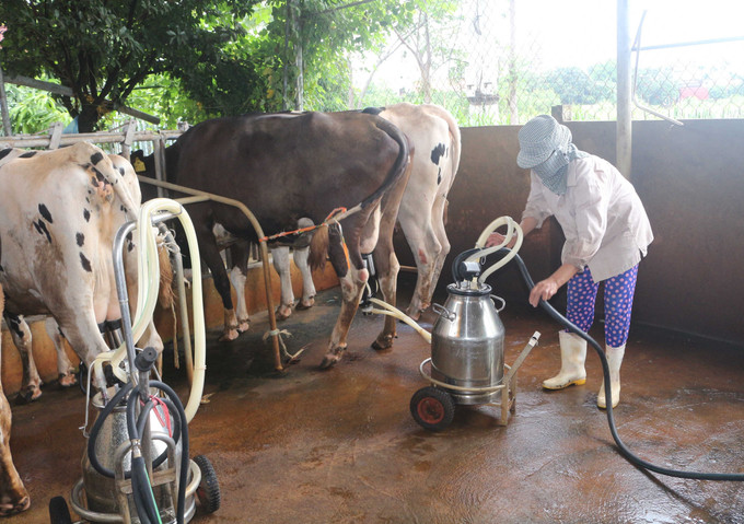 Bò sữa thường mắc bệnh lao nên vi khuẩn lao bò có thể ô nhiễm vào sữa nếu quá trình vắt sữa không bảo đảm vệ sinh. Ảnh: Vũ Sinh Một số lưu ý về an toàn dịch bệnh trên đàn bò sữa ảnh 2