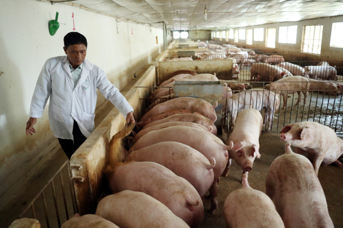 Ông Nguyễn Trọng Long, Giám đốc Hợp tác xã chăn nuôi Hoàng Long ở xã Tân Ước, huyện Thanh Oai (Hà Nội) cho biết, hợp tác xã đã đầu tư ứng dụng công nghệ cao một cách bài bản, phù hợp với xu hướng sản xuất nông nghiệp hiện đại. Ảnh: Thúy Quỳnh Hướng đi hiệu quả của các HTX Nông nghiệp ở Hà Nội ảnh 4