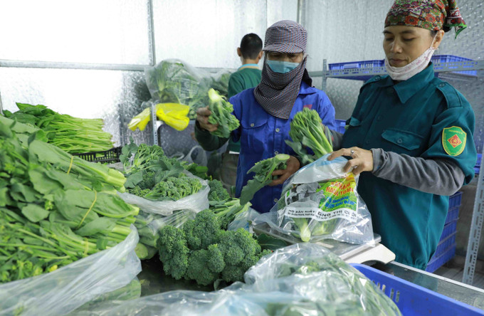 Hợp tác xã rau hữu cơ Cuối Quý ở xã Đan Phượng, huyện Đan Phượng (Hà Nội) là một trong những hợp tác xã kiểu mẫu xây dựng thành công mô hình sản xuất rau hữu cơ. Ảnh: Vũ Sinh Hướng đi hiệu quả của các HTX Nông nghiệp ở Hà Nội ảnh 2