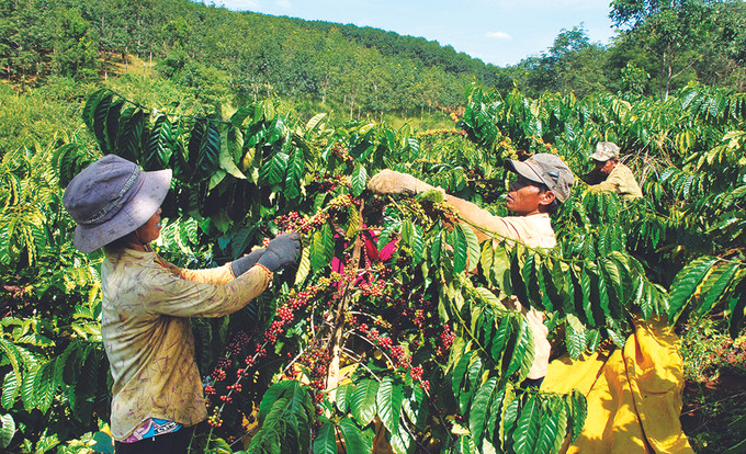 Mùa thu hoạch cà phê của đồng bào Xê-đăng ở huyện Đắk Tô (Kon Tum). Ảnh: Văn Phương Người Xê Đăng xây dựng nông thôn mới ảnh 2