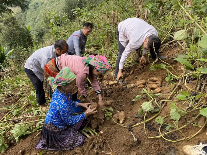 Trạm Tấu tích cực chuyển đổi cơ cấu cây trồng ảnh 2