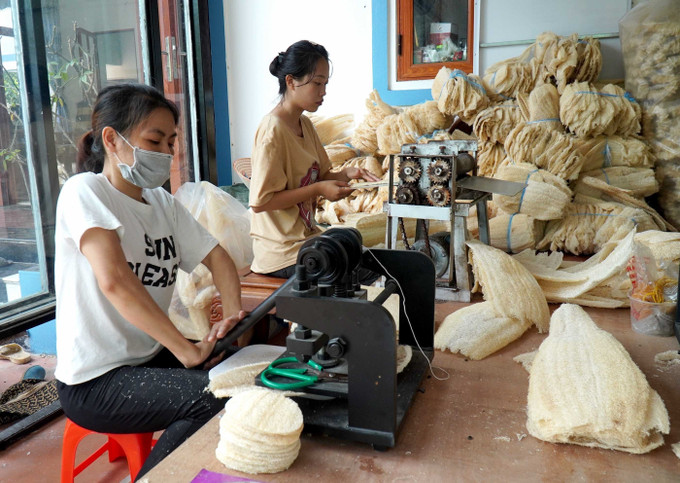 Xơ mướp sau khi được phơi khô sẽ được ép để tạo ra những sản phẩm gia dụng. Ảnh: Đinh Văn Nhiều-TTXVN Bắc Ninh: Nông dân sáng tạo, làm giàu từ xơ mướp ảnh 5