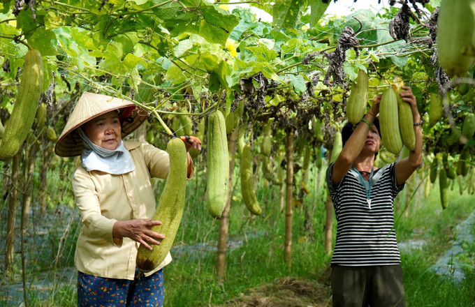 Người dân thu hoạch mướp già để lấy xơ. Ảnh: Đinh Văn Nhiều-TTXVN Bắc Ninh: Nông dân sáng tạo, làm giàu từ xơ mướp ảnh 1