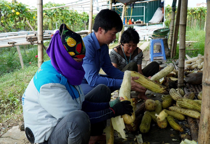 Người dân bóc vỏ để lấy xơ mướp. Ảnh: Đinh Văn Nhiều-TTXVN Bắc Ninh: Nông dân sáng tạo, làm giàu từ xơ mướp ảnh 3