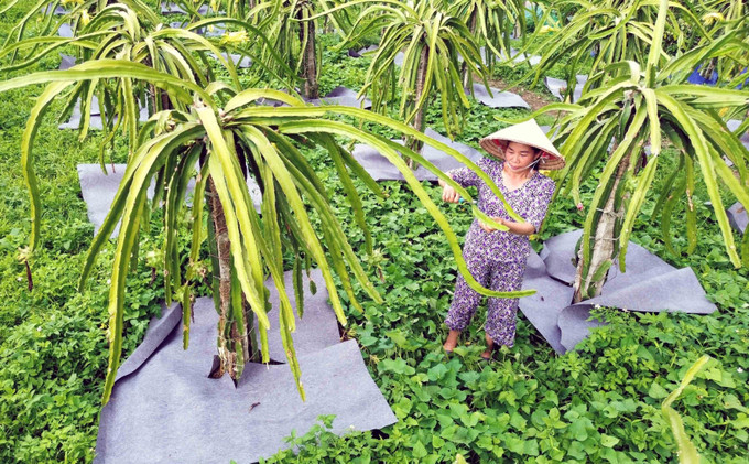 Huyện Thuận Châu (Sơn La) phấn đấu thoát nghèo vào năm 2025 ảnh 8