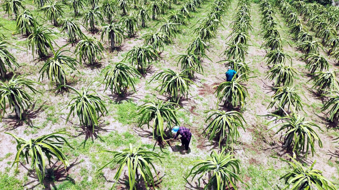 Huyện Thuận Châu (Sơn La) phấn đấu thoát nghèo vào năm 2025 ảnh 6