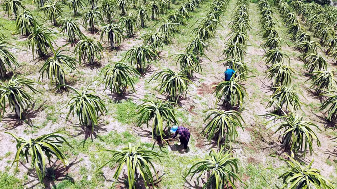 Huyện Thuận Châu (Sơn La) phấn đấu thoát nghèo vào năm 2025 ảnh 6