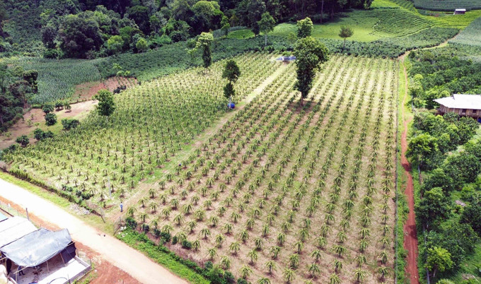 Huyện Thuận Châu (Sơn La) phấn đấu thoát nghèo vào năm 2025 ảnh 10