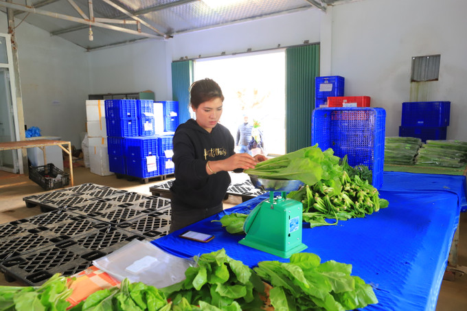 Hợp tác xã rau hoa và du lịch Thanh niên ở thị trấn Măng Đen, huyện Kon Plông đóng gói rau hữu cơ. Ảnh: Ngọc Đức Kon Plông phát triển nông nghiệp công nghệ cao gắn với xây dựng nông thôn mới ảnh 5