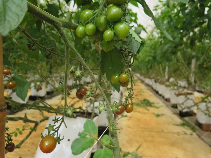 Kon Plông phát triển nông nghiệp công nghệ cao gắn với xây dựng nông thôn mới ảnh 2