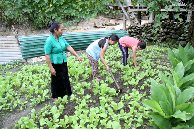 Đảng viên Chìn Me Long là tấm gương làm kinh tế giỏi của đồng bào dân tộc Mảng. Ảnh: Việt Hoàng Lai Châu tìm giải pháp nâng cao đời sống đồng bào dân tộc Mảng ảnh 4