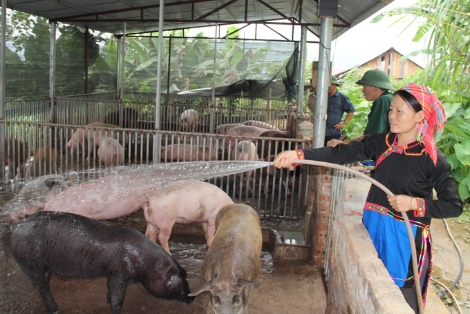 Đồng bào dân tộc ở huyện biên giới Mường Tè (Lai Châu) từng bước chuyển đổi hình thức chăn nuôi nhỏ lẻ sang chăn nuôi hàng hóa tập trung. Ảnh: Đinh Thùy Giảm nghèo ở vùng “lõi” biên giới Mường Tè ảnh 1