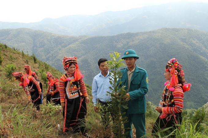 Nhiều giống cây mới như mắc ca, quế, sa nhân... được đồng bào các dân tộc ở huyện Mường Tè (Lai Châu) thay thế các cây trồng truyền thống. Ảnh: Đinh Thùy Giảm nghèo ở vùng “lõi” biên giới Mường Tè ảnh 3