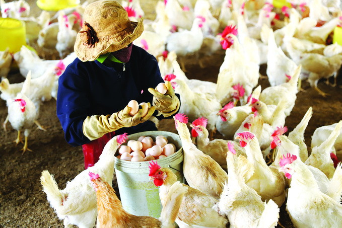 Tham gia Chương trình OCOP, sản phẩm trứng gà sạch Nghĩa Hoàn có thị trường ổn định, giá bán cao hơn. Ảnh: An Văn Đạt Xây dựng nông thôn mới từ chương trình mỗi xã một sản phẩm ảnh 4