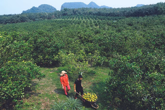Xây dựng nông thôn mới từ chương trình mỗi xã một sản phẩm ảnh 1