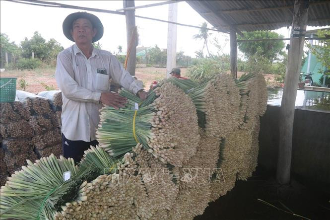 Sả thương phẩm được bó cẩn thận trước khi đưa đi tiêu thụ. Ảnh: Minh Trí-TTXVN Tiền Giang giá sả thương phẩm tăng mạnh ảnh 2