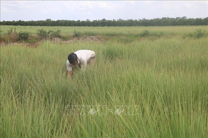 Cánh đồng sả chuyên canh ở Tân Phú Đông. Ảnh: Minh Trí-TTXVN Tiền Giang giá sả thương phẩm tăng mạnh ảnh 1
