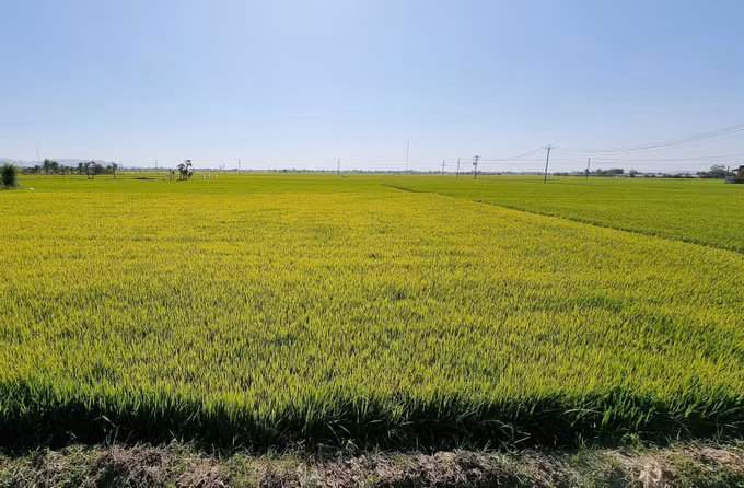 Thúc đẩy phát triển kinh tế - xã hội vùng đồng bào Chăm ở Ninh Thuận ảnh 2