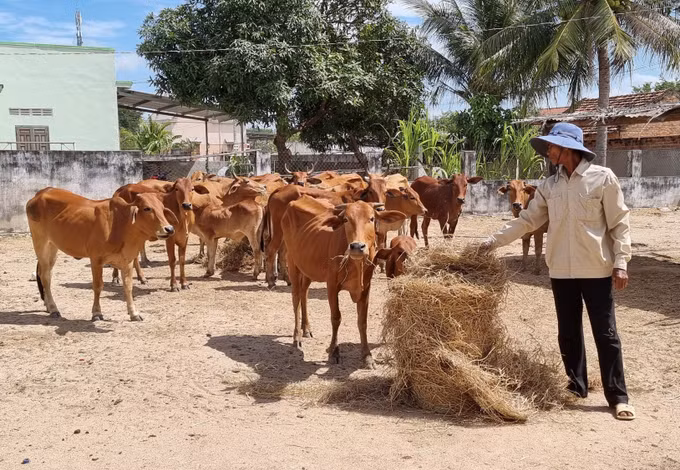 Thúc đẩy phát triển kinh tế - xã hội vùng đồng bào Chăm ở Ninh Thuận ảnh 6
