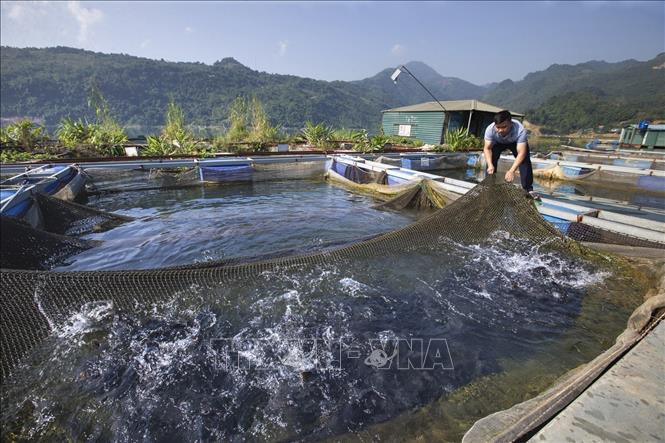 Từ nguồn vốn vay 100 triệu đồng của Ngân hàng Chính sách huyện Đà Bắc, Anh Xa Văn Huy đã đầu tư mở rộng quy mô hệ thống lồng bè với hơn 40 lồng cá nuôi các loại cá đặc sản như cá ngạnh, cá lăng, cá chiên và cá trắm đen..., doanh thu đạt hơn 500 triệu đồng/năm. Ảnh: Trọng Đạt-TTXVN Hòa Bình phát triển bền vững vùng đồng bào dân tộc thiểu số ảnh 5