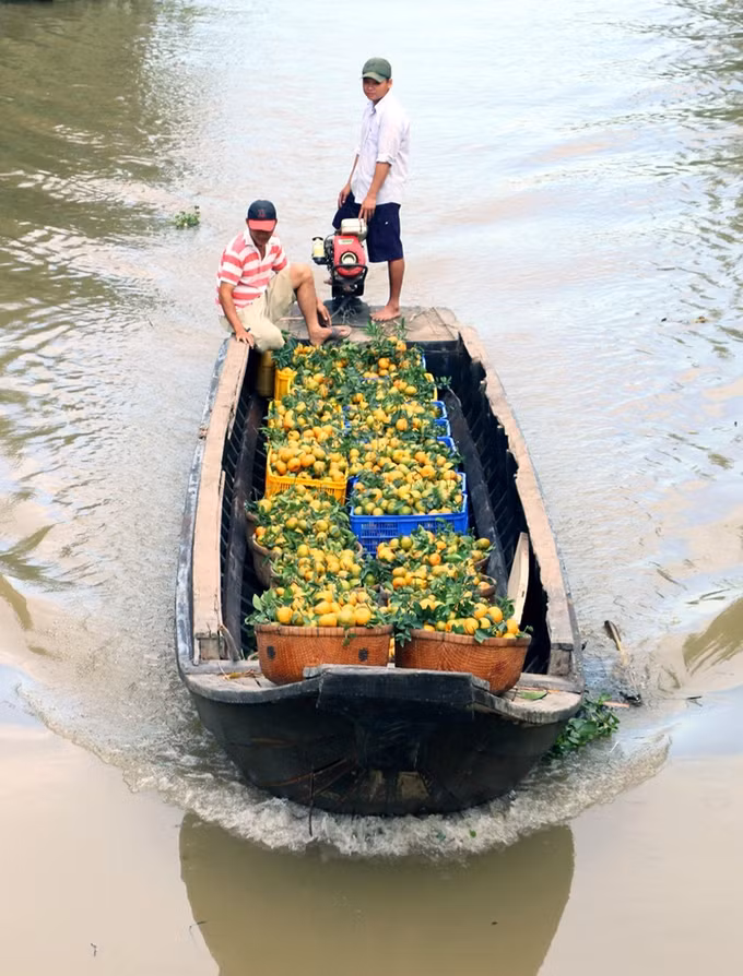 Nông dân Lai Vung làm giàu từ quýt hồng ảnh 3