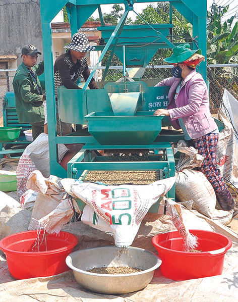 Hợp tác xã nông nghiệp và dịch vụ thương mại Rạng Đông ở khối 7, thị trấn Đắk Tô, huyện Đắk Tô liên kết thu mua cà phê, chế biến sản xuất cà phê sạch và có đầu ra ổn định. Ảnh: Văn Phương Đắk Tô phát huy hiệu quả liên kết chuỗi giá trị ảnh 6