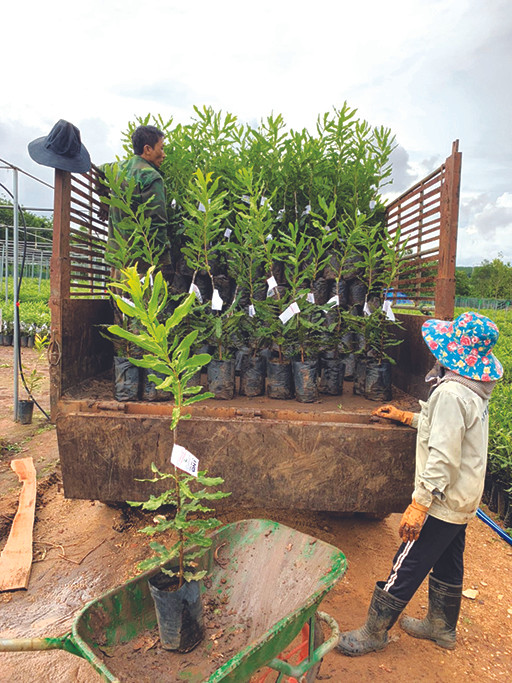 Cung ứng giống cây mắc ca cho đồng bào dân tộc ở huyện Đắk Tô. Ảnh: Văn Phương Đắk Tô phát huy hiệu quả liên kết chuỗi giá trị ảnh 7