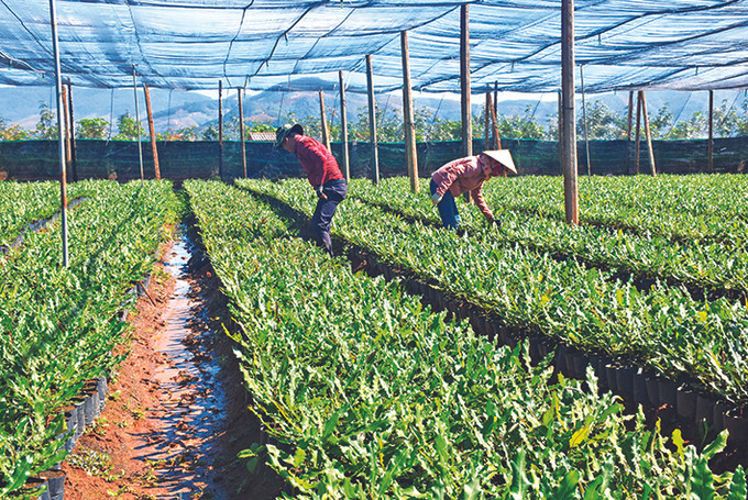 Không chỉ giúp chuyển đổi cơ cấu cây trồng theo hướng sản xuất hàng hóa, ứng dụng khoa học - kỹ thuật vào sản xuất..., các mô hình liên kết còn góp phần thay đổi tư duy sản xuất của đồng bào, ổn định đầu ra cho nông sản. Ảnh: Văn Phương Đắk Tô phát huy hiệu quả liên kết chuỗi giá trị ảnh 3