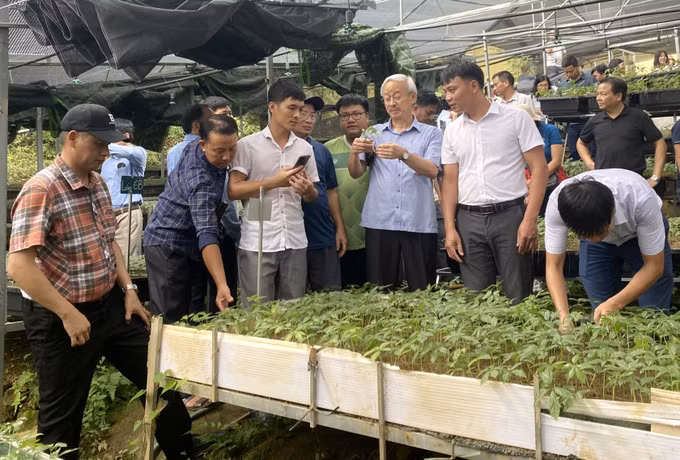 Lai Châu phát triển cây dược liệu gắn với du lịch sinh thái ảnh 2