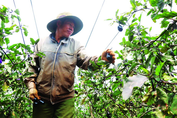 Ông Thái Như Ý ở thôn Đoàn Kết, xã Ea Tân, huyện Krông Năng (Đắk Lắk) chăm sóc vườn cà tím Nhật Bản của gia đình. Ảnh: Tuấn Anh Trồng cà tím Nhật Bản – Hướng đi mới ở Ea Tân ảnh 2