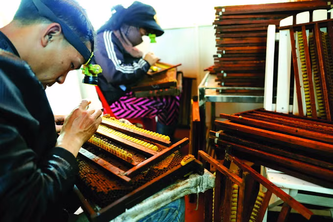 Phương pháp lấy sữa ong chúa ảnh 1